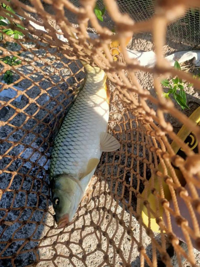 基地批发山泉流水养殖红尾鲤鱼放钓食用鲜活鲤鱼