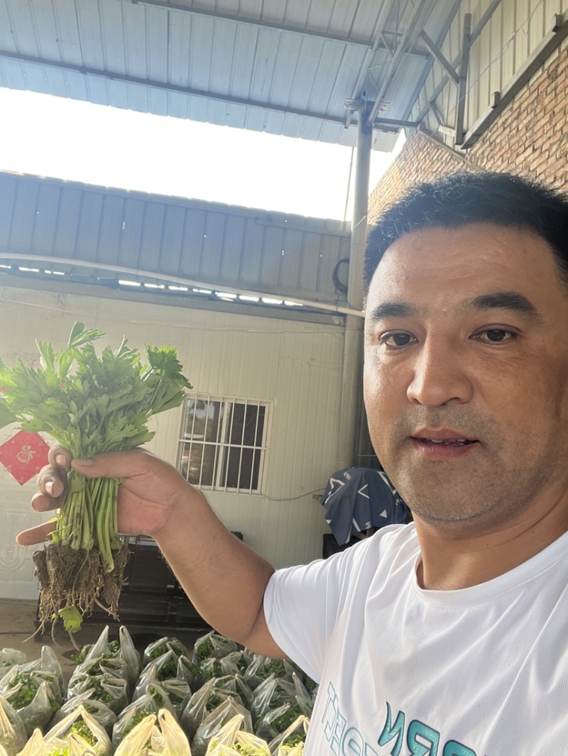 法国皇后、皇冠芹菜苗，保质保量、成活率高病害少。