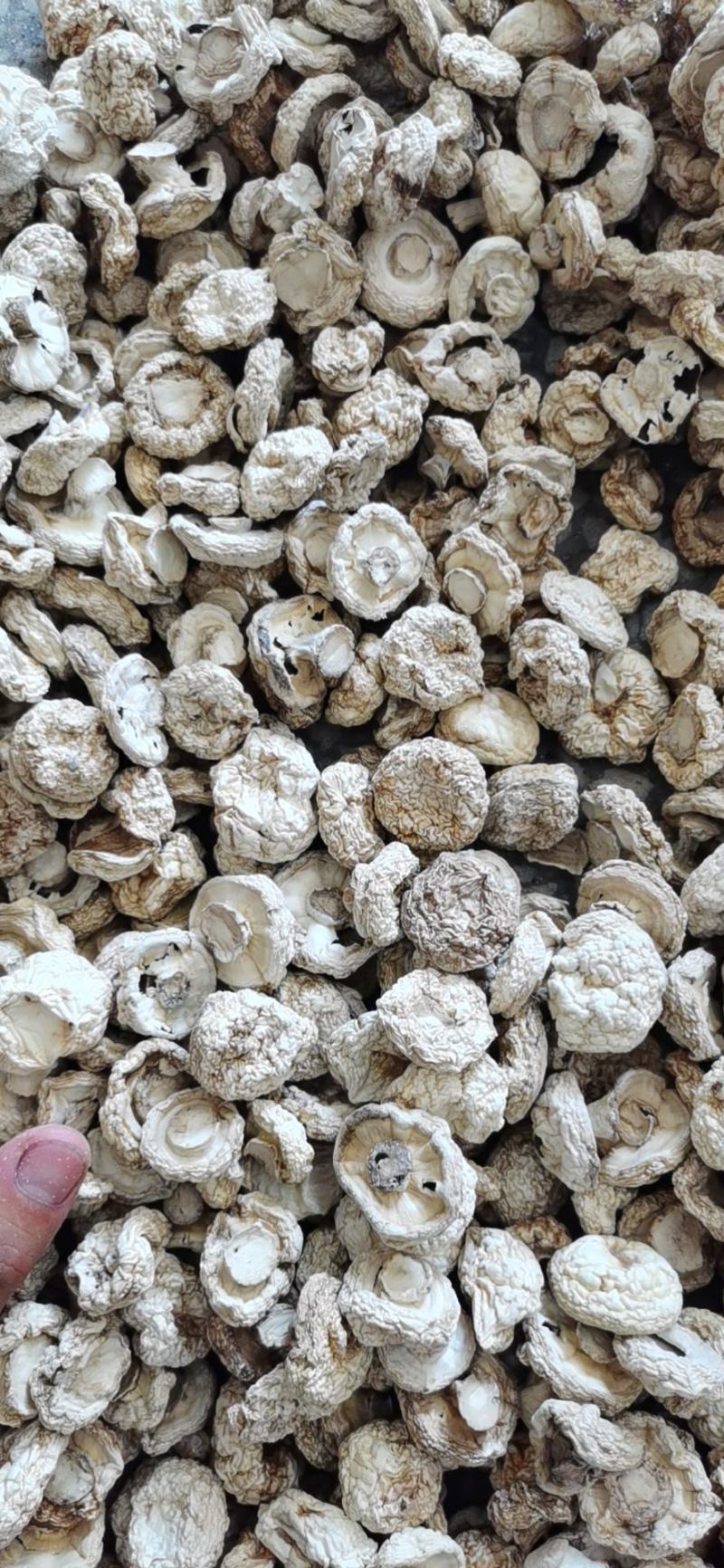 烘干双孢菇