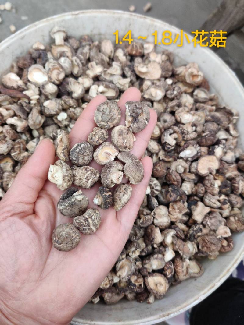 随州香菇花菇干货菇丁珍珠菇金钱菇，餐饮商用展会代卖