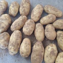 青岛平度土豆。
