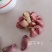 晨宝蒜乡红大蒜种子，祘迪基地原种包回收