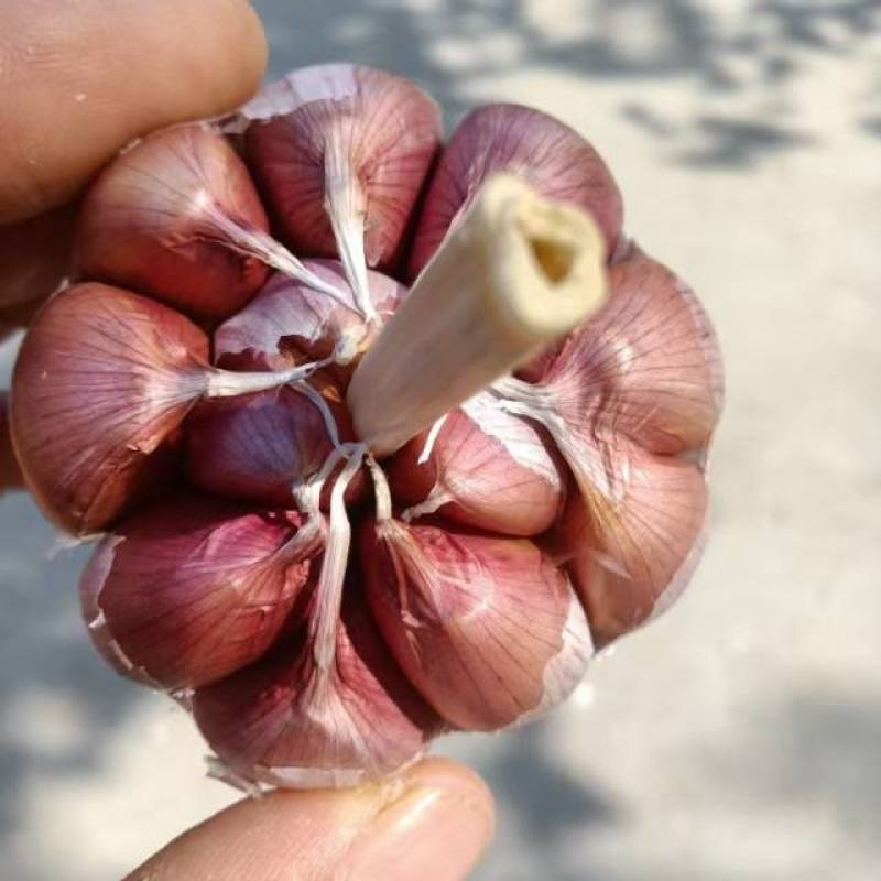 晨宝蒜乡红大蒜种子，祘迪基地原种包回收