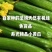 寿光水果小黄瓜