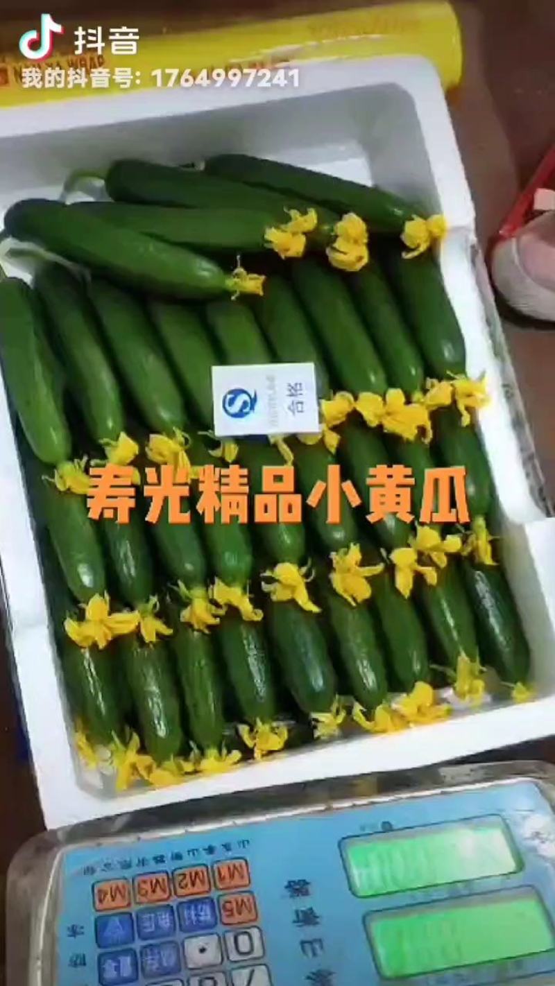 寿光水果小黄瓜