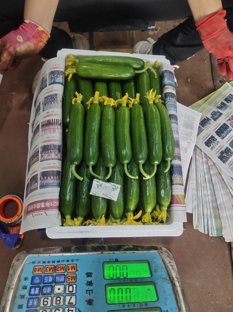 寿光水果小黄瓜