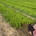 法国皇后、皇冠芹菜苗，保质保量、成活率高病害少。