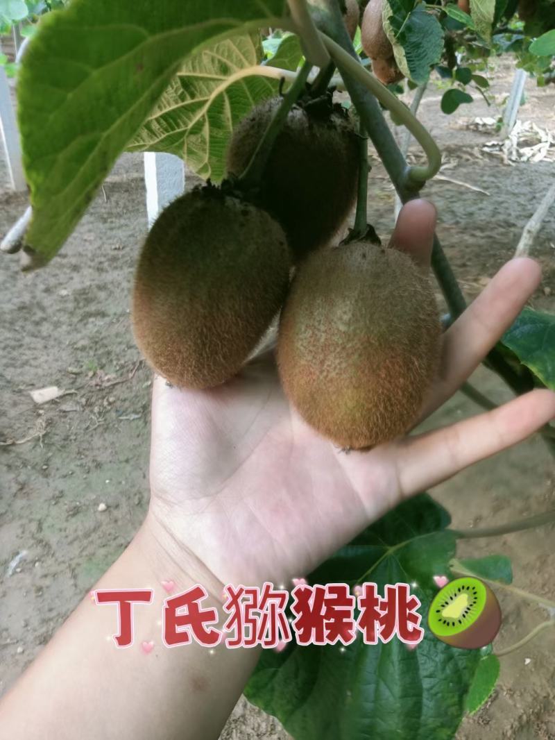 自己果园的徐香猕猴桃马上就要熟啦，欢迎各位老板参观采购