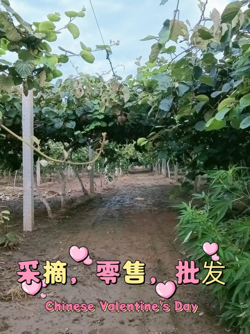 自己果园的徐香猕猴桃马上就要熟啦，欢迎各位老板参观采购