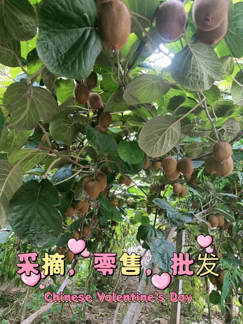 自己果园的徐香猕猴桃马上就要熟啦，欢迎各位老板参观采购