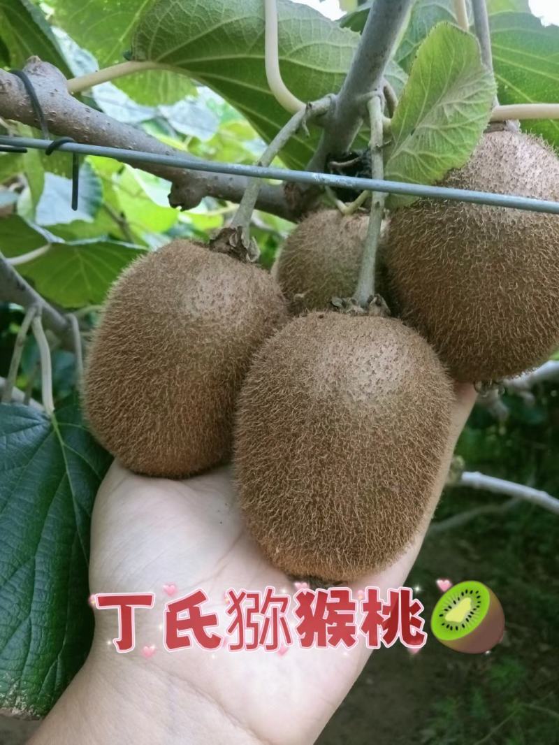 自己果园的徐香猕猴桃马上就要熟啦，欢迎各位老板参观采购