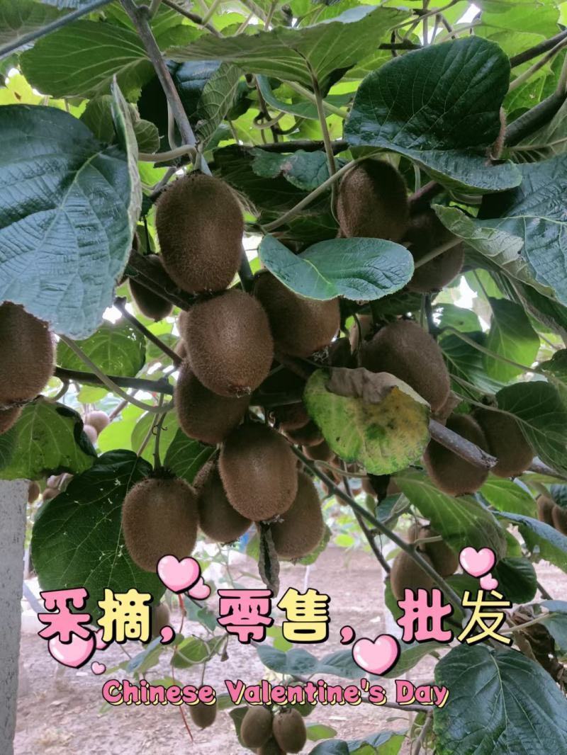 自己果园的徐香猕猴桃马上就要熟啦，欢迎各位老板参观采购