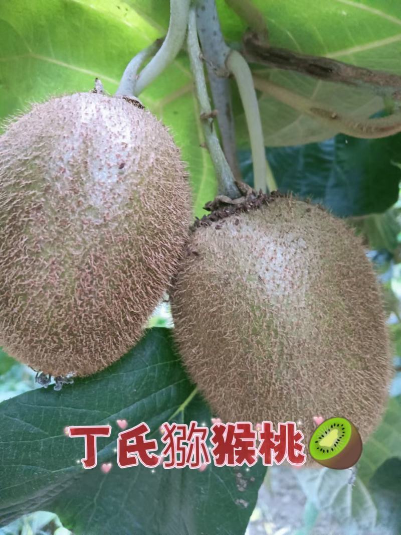 自己果园的徐香猕猴桃马上就要熟啦，欢迎各位老板参观采购