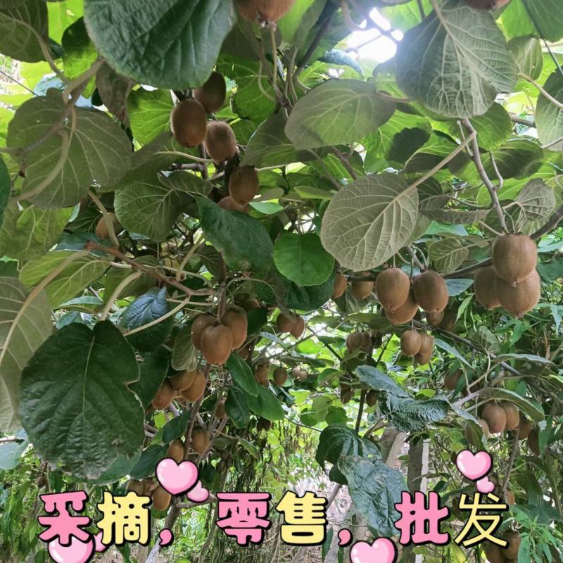 自己果园的徐香猕猴桃马上就要熟啦，欢迎各位老板参观采购