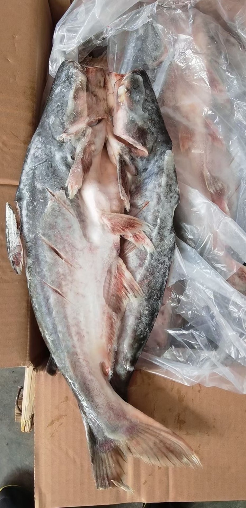 进口开背巴沙鱼腌制湄公鱼纸包鱼专用冷冻半成品20条一箱