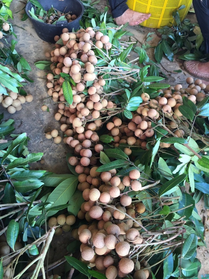 储良龙眼大量上市