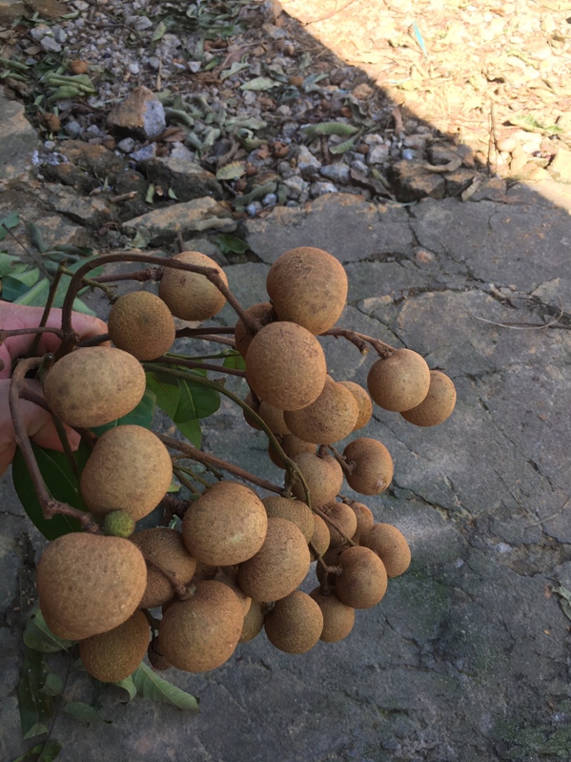 储良龙眼大量上市