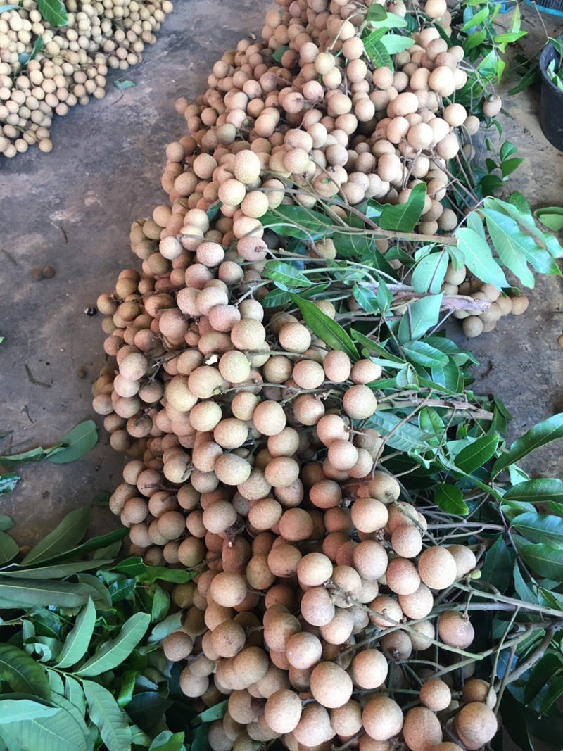 储良龙眼大量上市