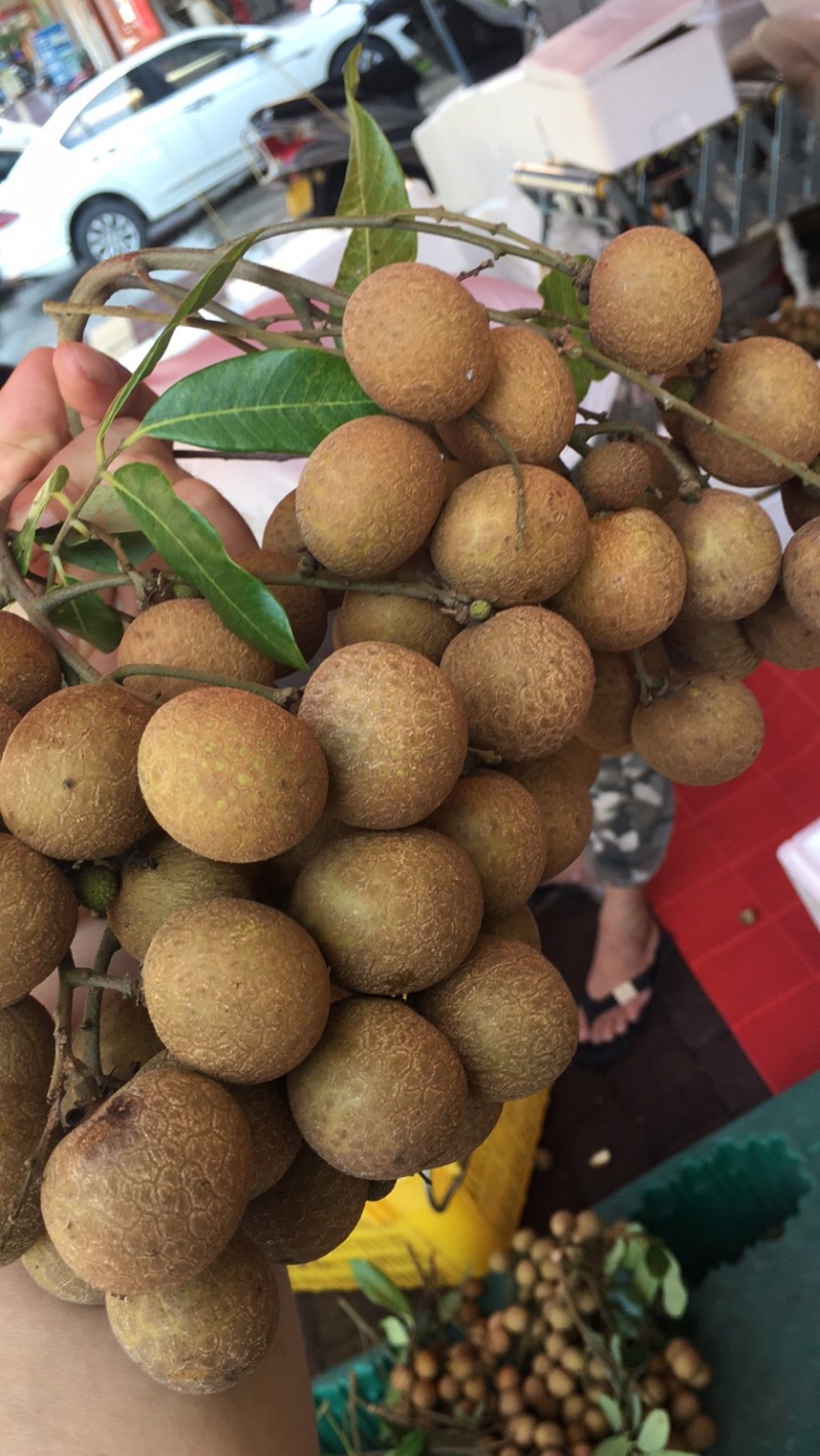 储良龙眼大量上市