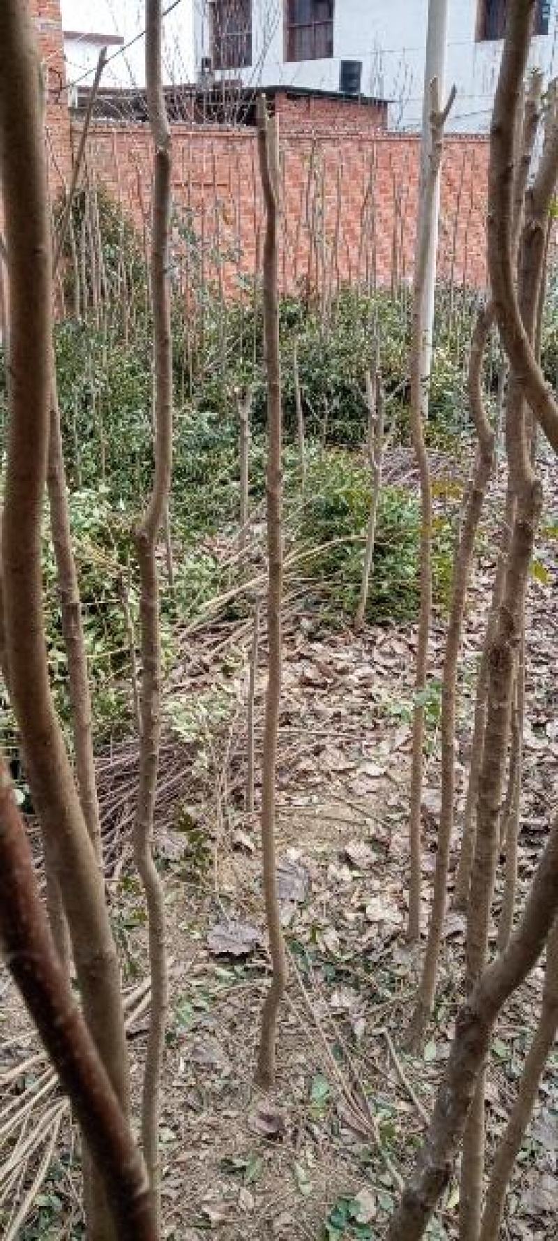 红玉兰，大叶女贞等