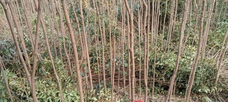 红玉兰，大叶女贞等