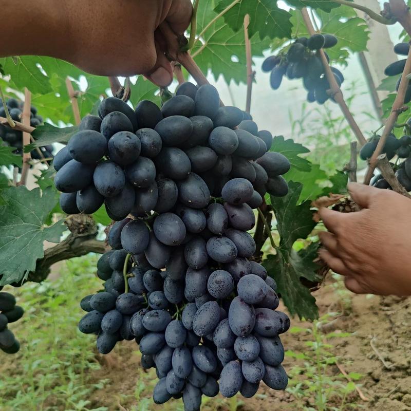 精品葡萄A17紫甜无核葡萄产地直发全国发货欢迎咨询