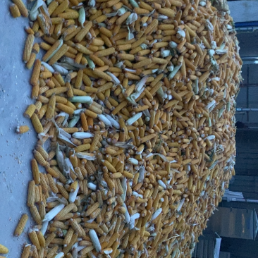 玉米棒子，新货完全断浆，水线无！大量供应