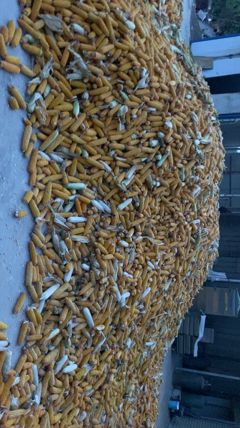 玉米棒子，新货完全断浆，水线无！大量供应