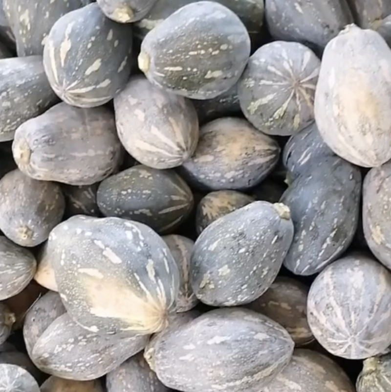 贵州香芋南瓜，持久浓香型，长年足量供应，一手货源价格优惠