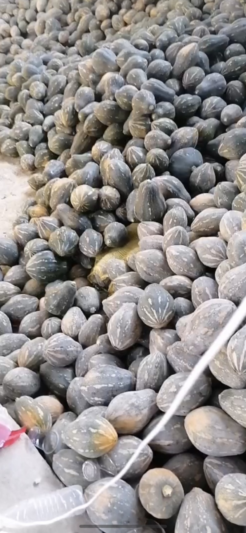 贵州香芋南瓜，持久浓香型，长年足量供应，一手货源价格优惠