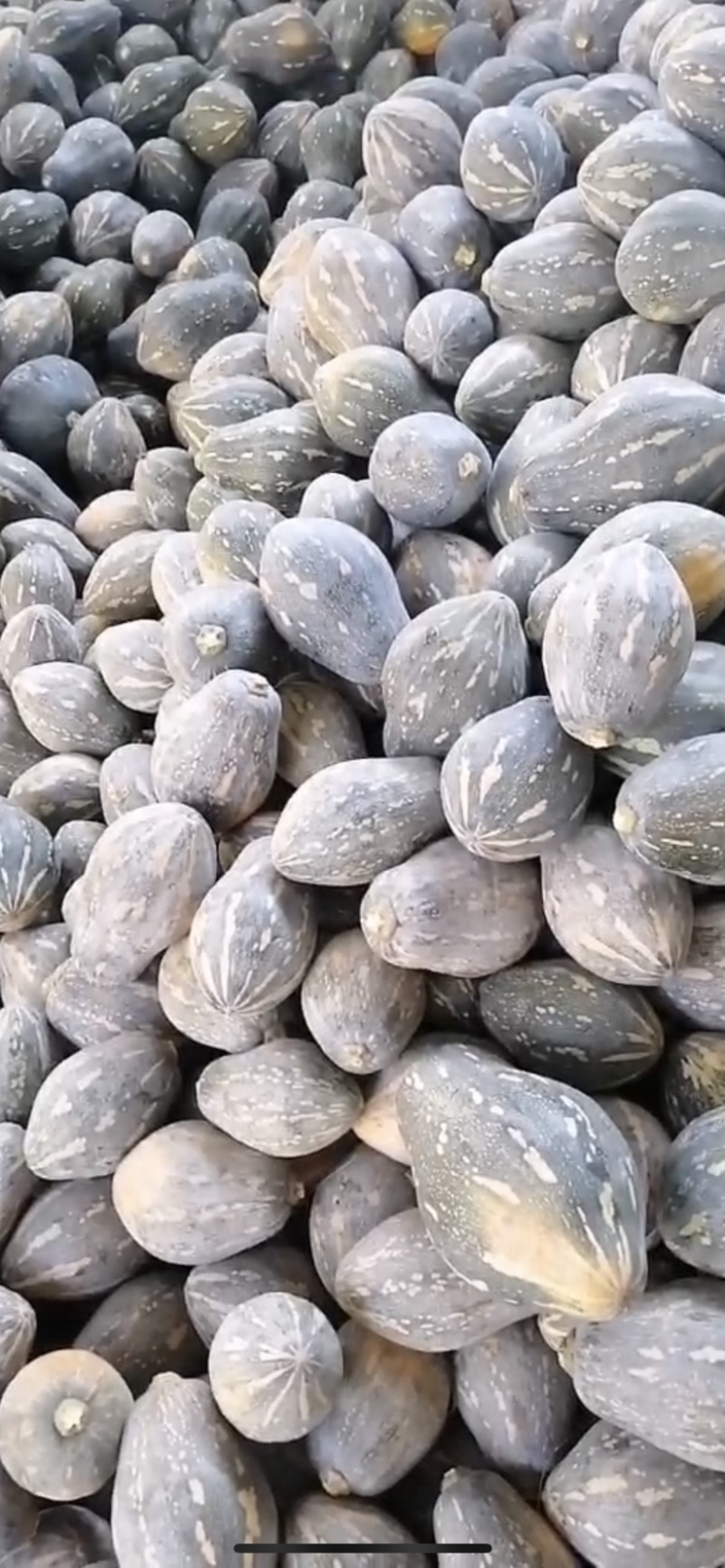 贵州香芋南瓜，持久浓香型，长年足量供应，一手货源价格优惠