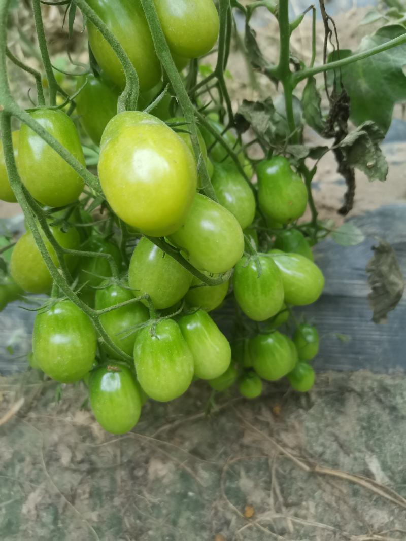 绿樱桃番茄种子，口感型樱桃番茄种子，瀑布番茄种子，绿珍珠