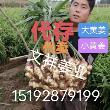 大黄姜大量上市了、入库几毛钱，常年做批发、电商、出口