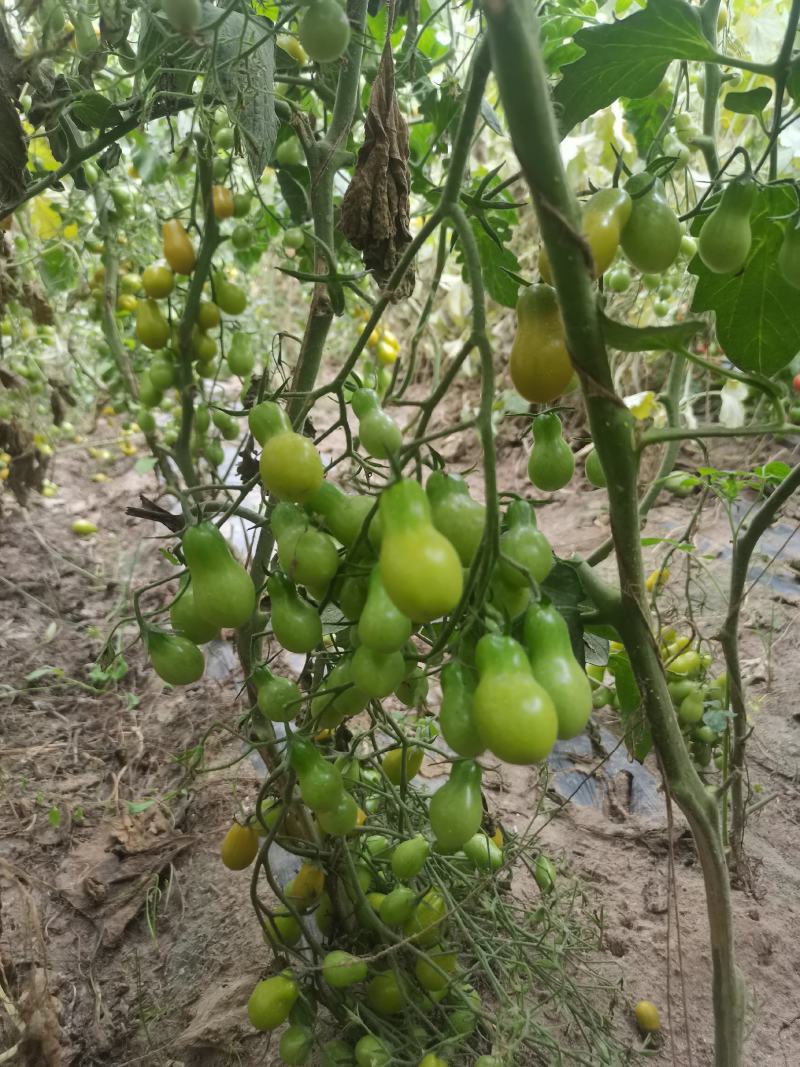 圣女果，绿樱桃番茄种子，绿色樱桃番茄种子，口感型樱桃番茄