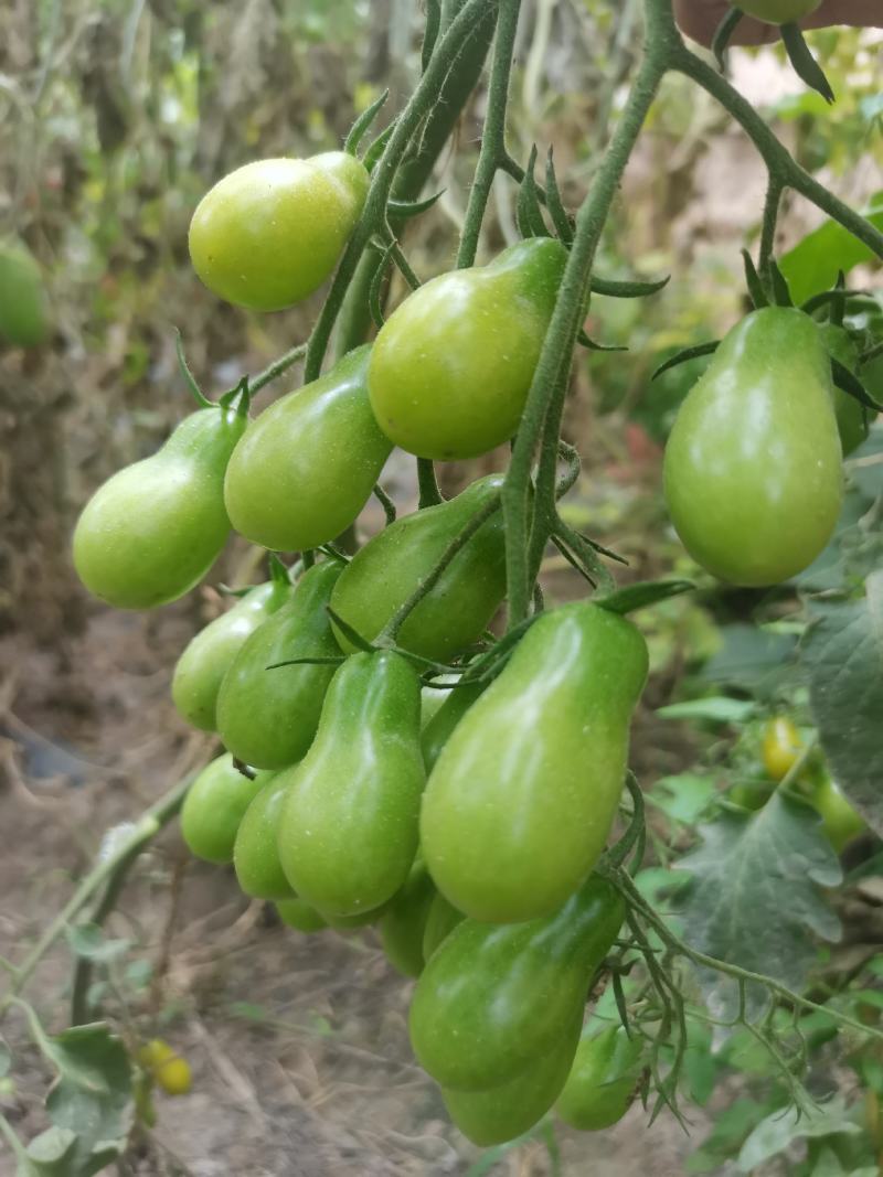 圣女果，绿樱桃番茄种子，绿色樱桃番茄种子，口感型樱桃番茄