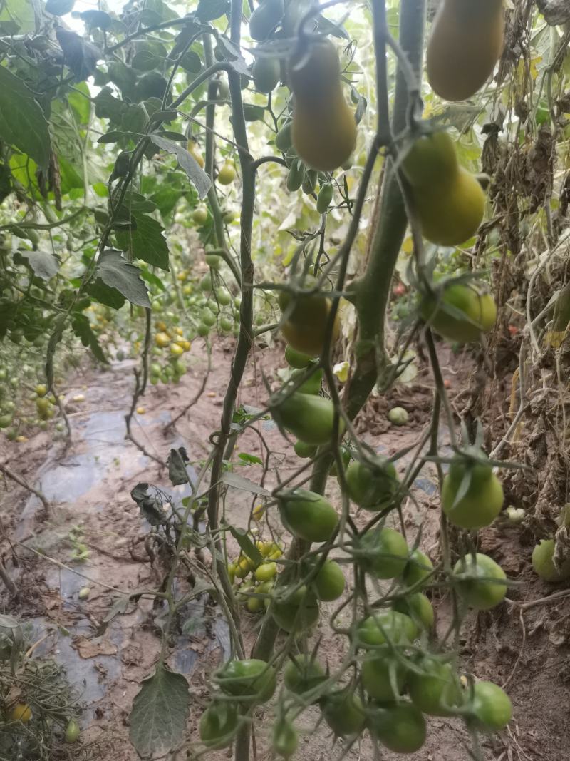 圣女果，绿樱桃番茄种子，绿色樱桃番茄种子，口感型樱桃番茄