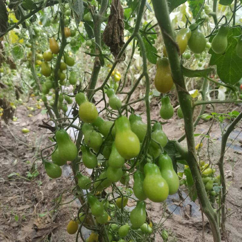 圣女果，绿樱桃番茄种子，绿色樱桃番茄种子，口感型樱桃番茄