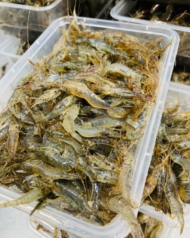 鲜活河虾小河虾青虾河虾青虾河虾2-3公分虾河虾