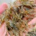 鲜活河虾小河虾青虾河虾青虾河虾2-3公分虾河虾