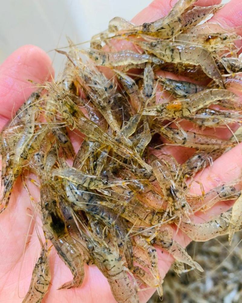 鲜活河虾小河虾青虾河虾青虾河虾2-3公分虾河虾