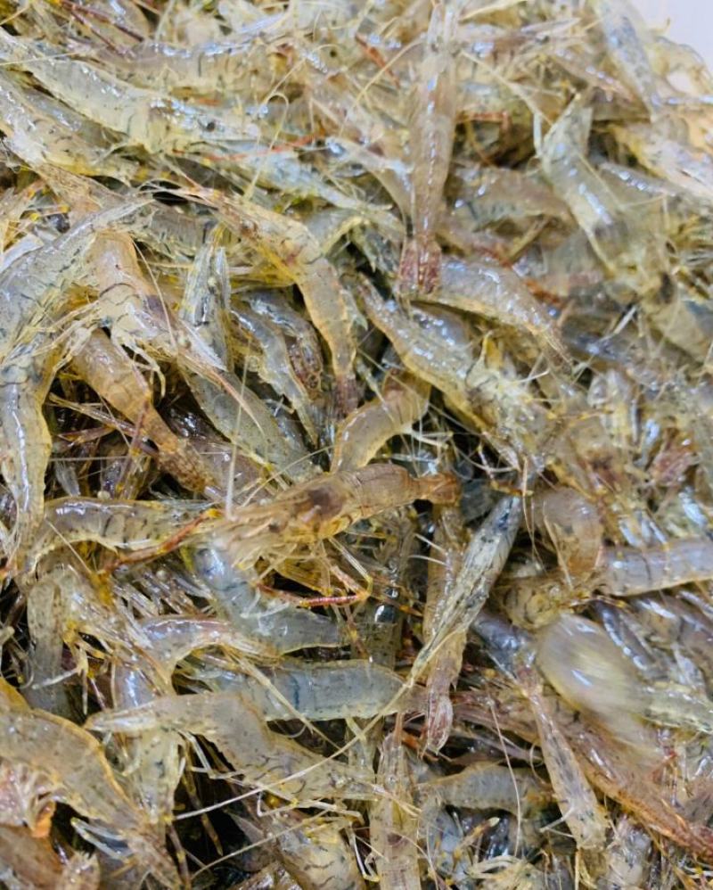 鲜活河虾小河虾青虾河虾青虾河虾2-3公分虾河虾