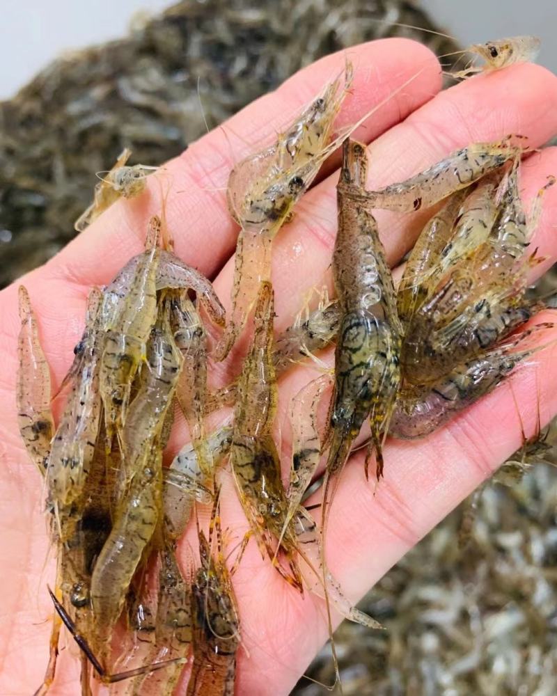 鲜活河虾小河虾青虾河虾青虾河虾2-3公分虾河虾