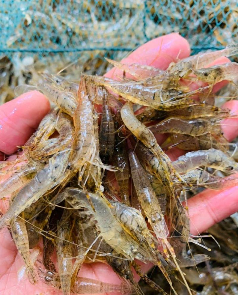 鲜活河虾小河虾青虾河虾青虾河虾2-3公分虾河虾