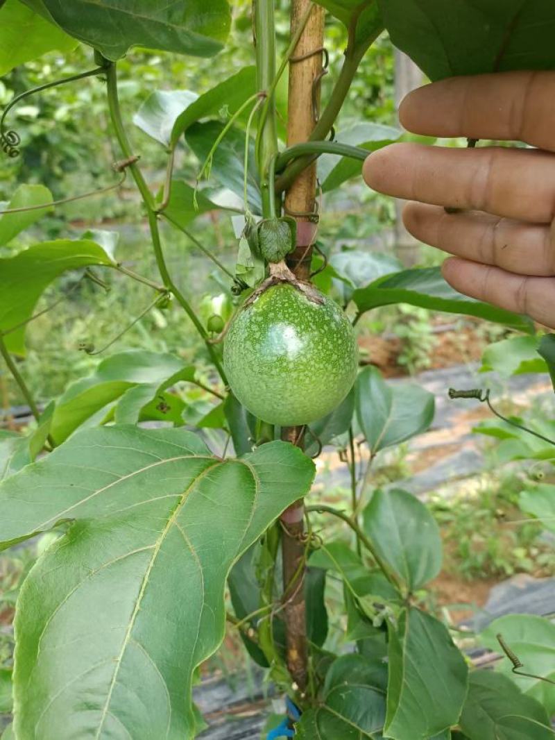 黄金百香果