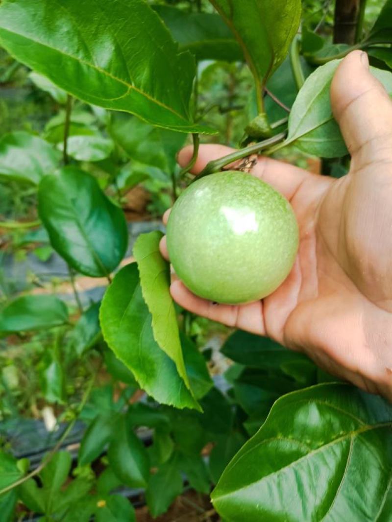 黄金百香果