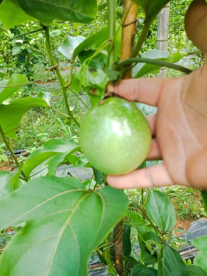 黄金百香果