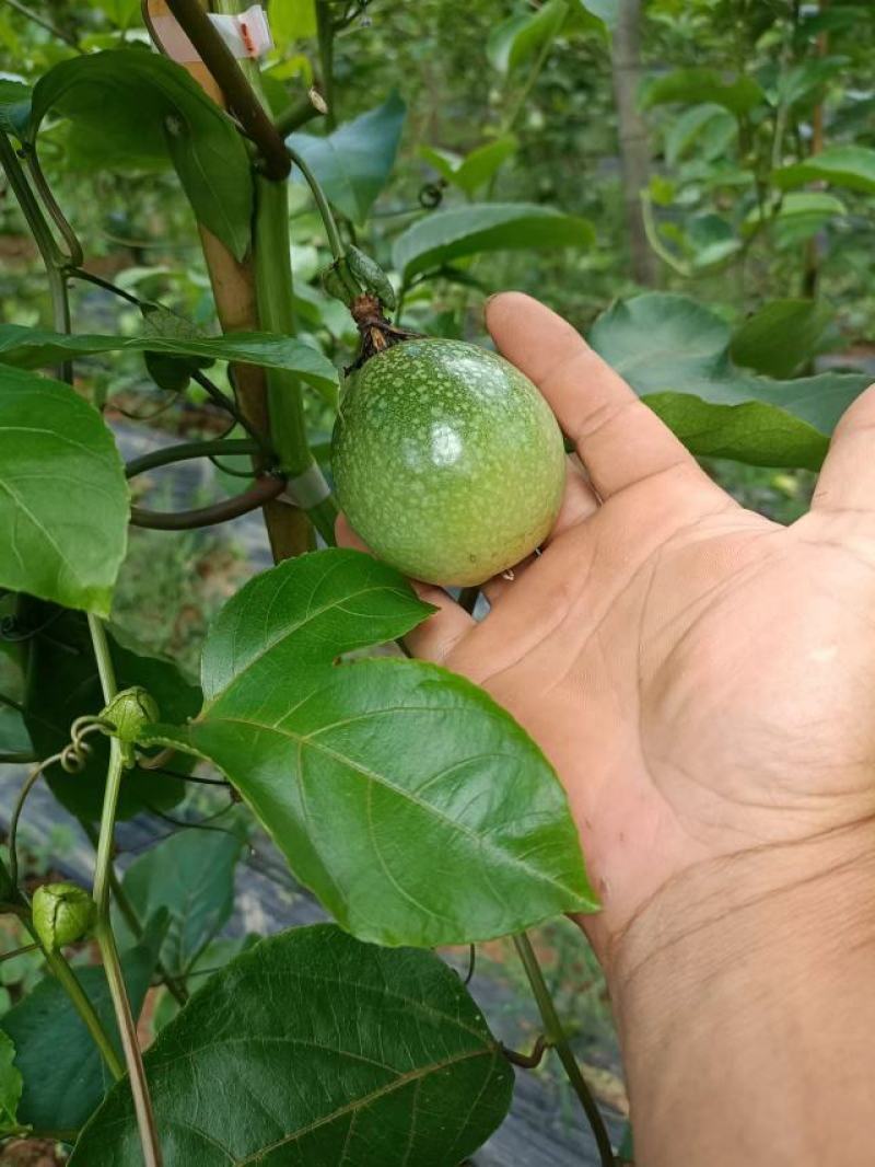 黄金百香果