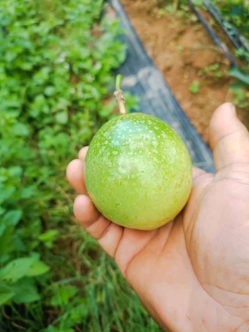 黄金百香果