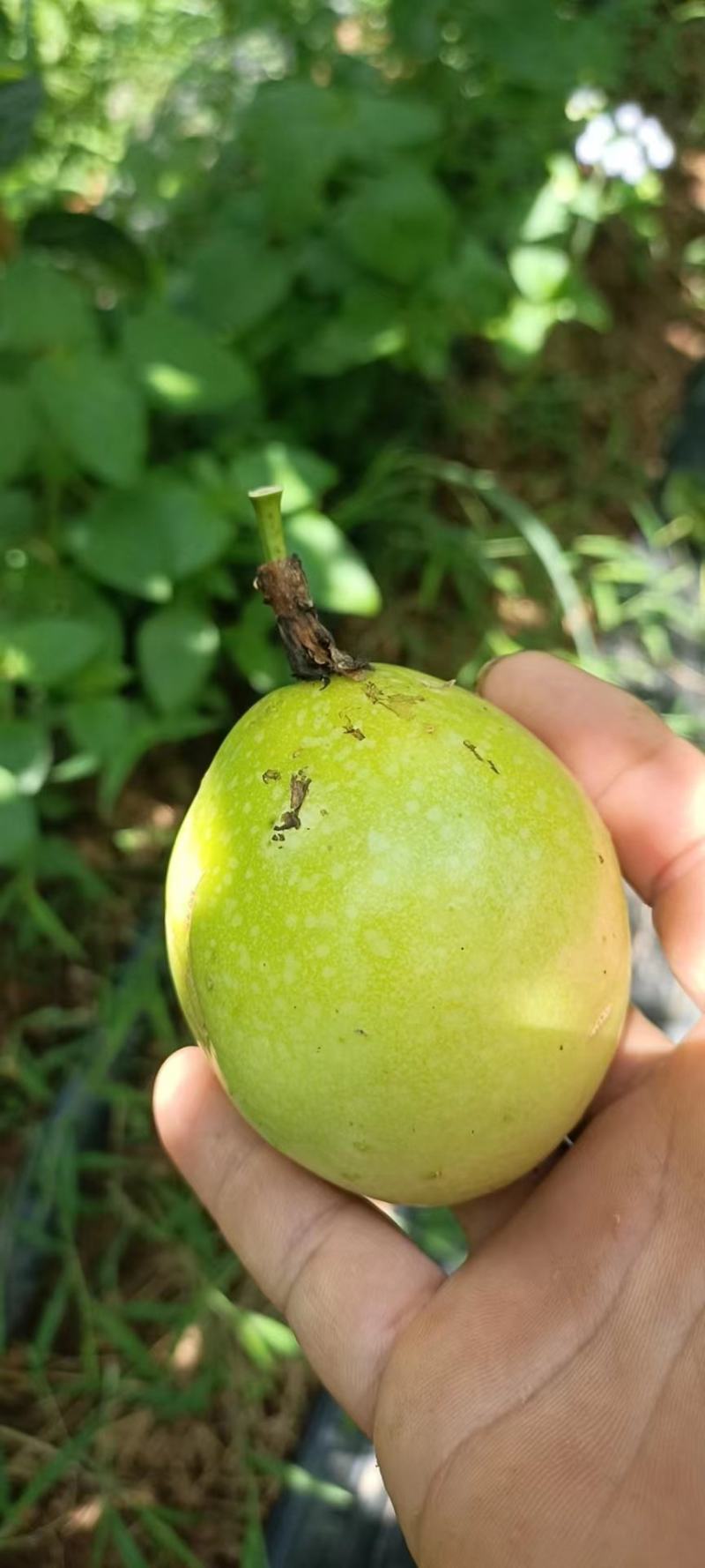 黄金百香果
