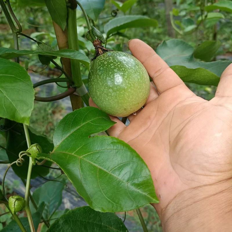 黄金百香果